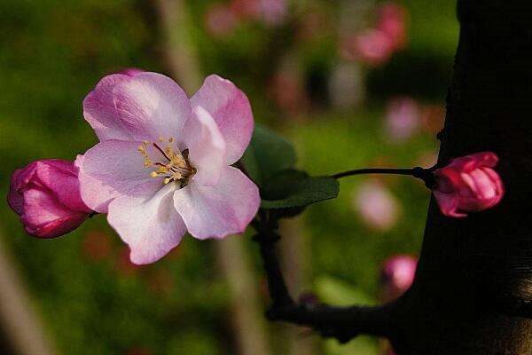丽格海棠茎烂咋办