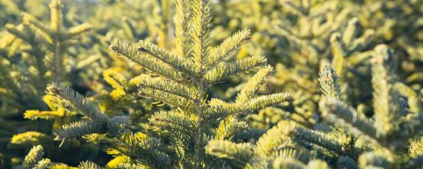 杉树和松树的区别？