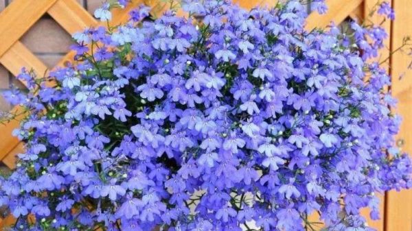 六倍利种子催芽