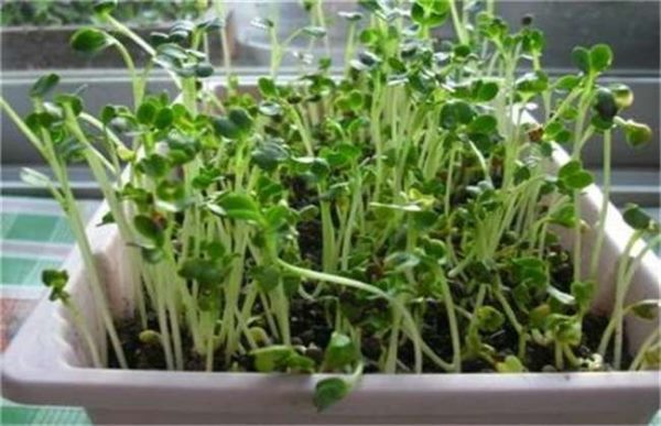 冬季种植萝卜芽不出芽怎么办？