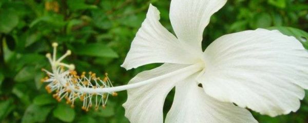 扶桑扦插怎么生根快