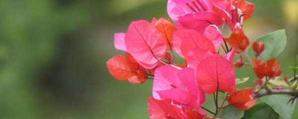 叶子花和三角梅的区别