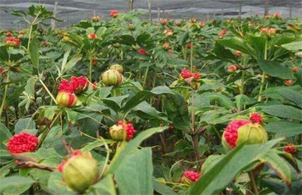 种植一亩重楼成本多少？