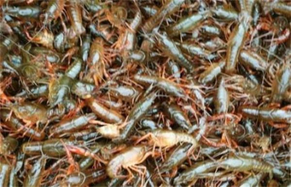 养10亩龙虾赚多少钱