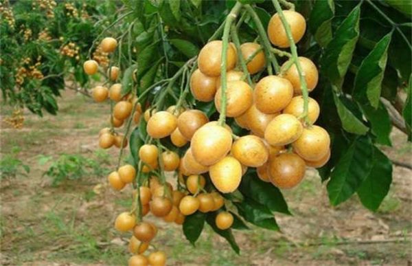 新手如何选择果树品种