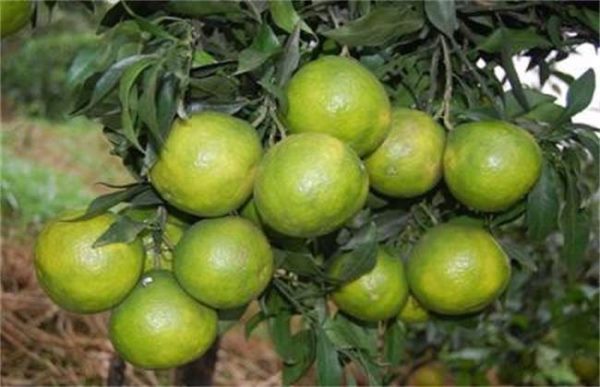 开春果园的基本管理