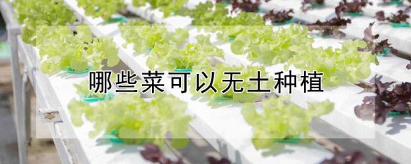 哪些菜可以无土种植