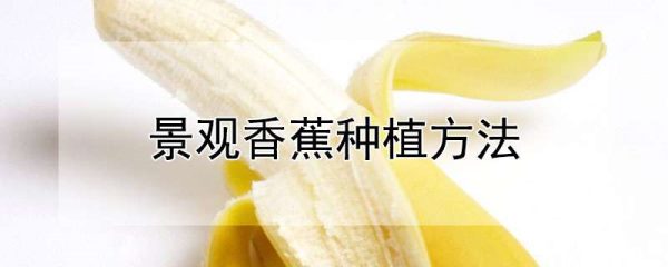 景观香蕉种植方法