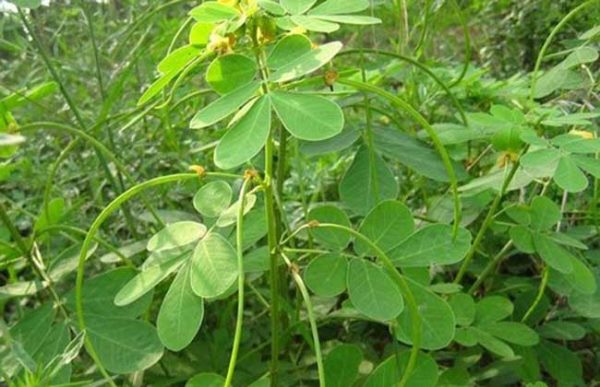 如何提高决明子的产量