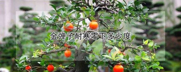 金弹子耐寒零下多少度