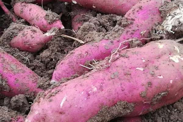 番薯和红薯的区别？是什么？