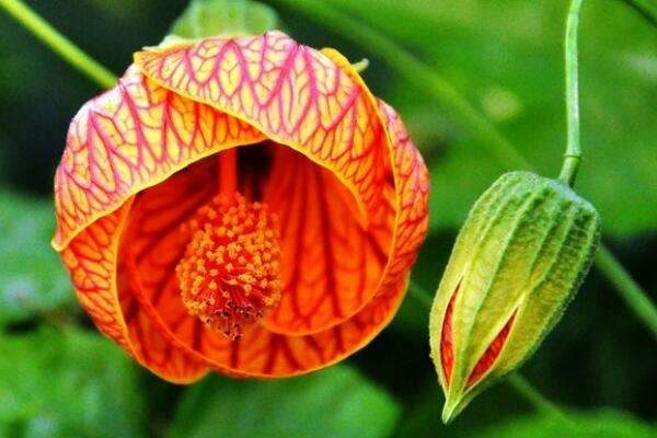 悬铃花如何扦插