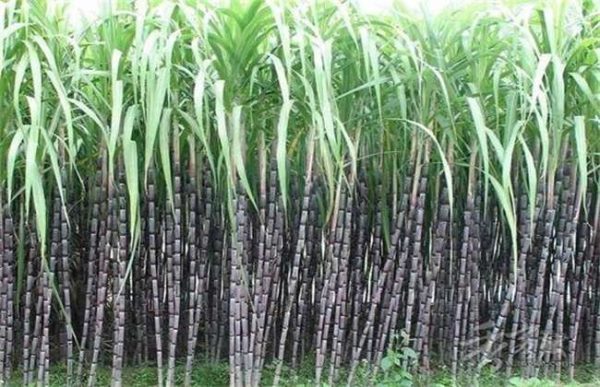 甘蔗一直不长怎么办？