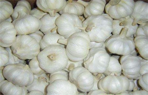 大蒜叶子发黄怎么办？