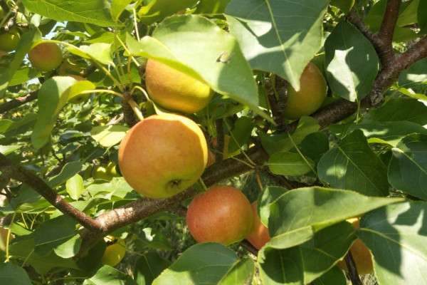 南果梨产地在哪里