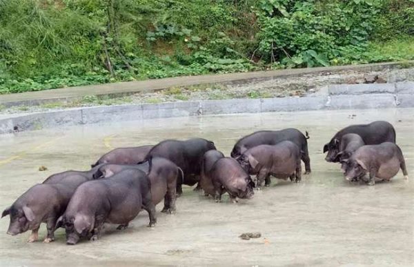 养10头香猪一年能赚多少钱