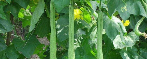 丝瓜怎么种植才能出苗