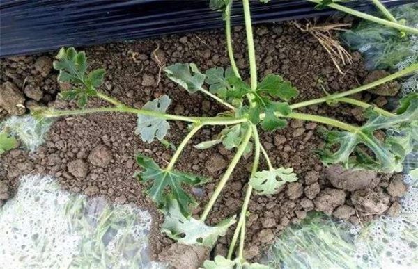 西瓜僵苗怎么办？