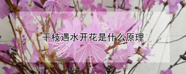 干枝遇水开花是什么原理