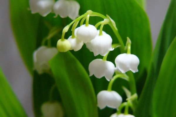 铃兰的种植方法和注意事项