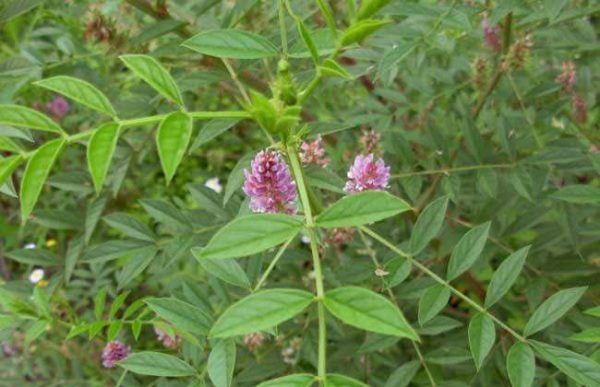 种一亩甘草的成本