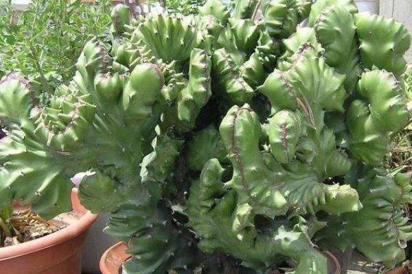 玉麒麟和麒麟掌的区别