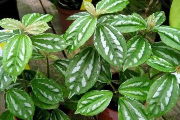 冰水花和冷水花的区别