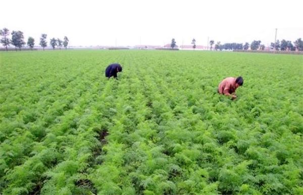 如何提高胡萝卜出苗率