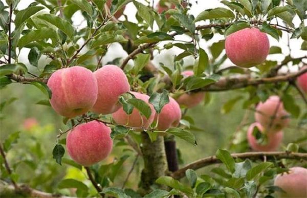 怎么提高苹果果面亮度