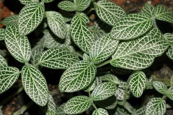 办公室放什么植物好