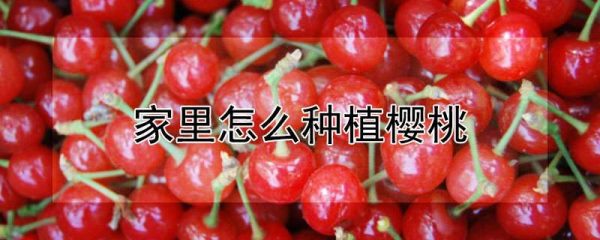 家里怎么种植樱桃