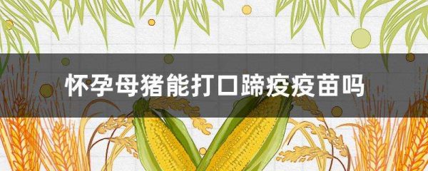 怀孕母猪能打口蹄疫疫苗吗？