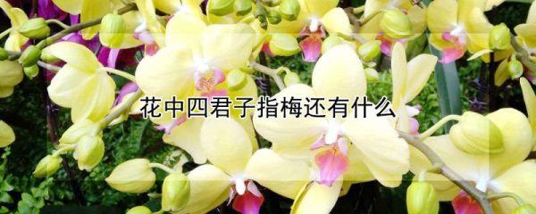 花中四君子指梅还有什么