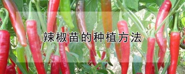 辣椒苗的种植方法