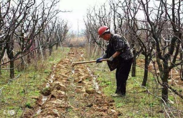 果树冬季施肥注意事项