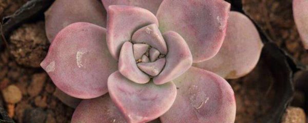 紫乐和胧月有什么区别