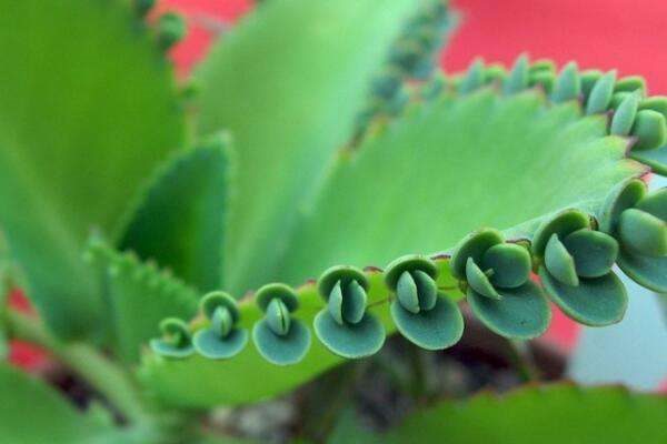 落地生根的药用价值