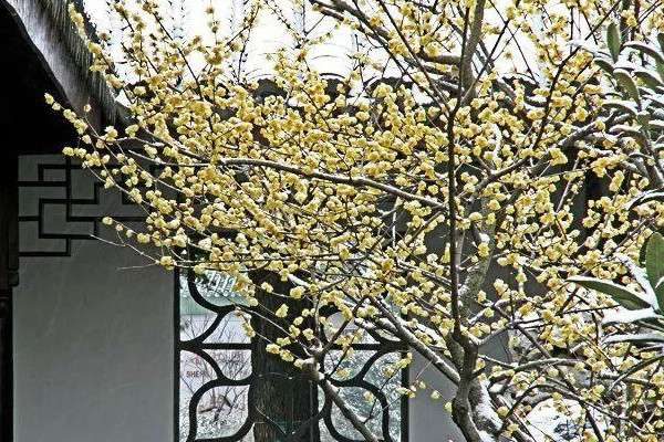 腊梅与蜡梅有什么区别