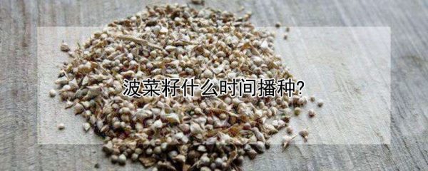 波菜籽什么时间播种?