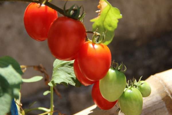 小西红柿是转基因的吗