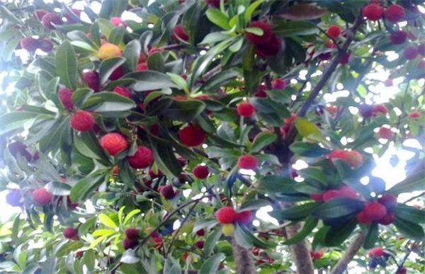 杨梅如何预防大小年