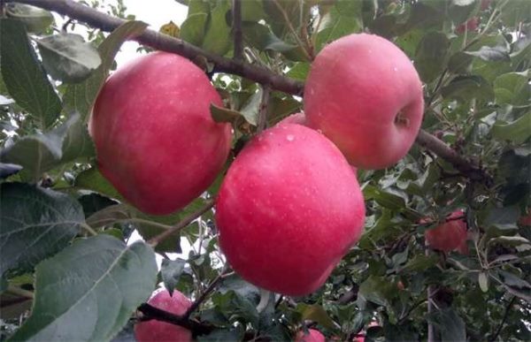 苹果果面上有许多红点怎么办？