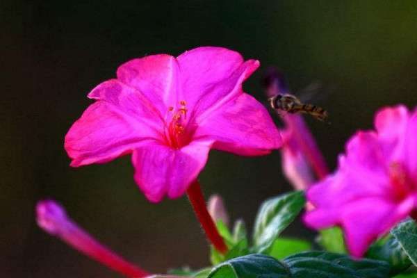 夜来香有没有毒