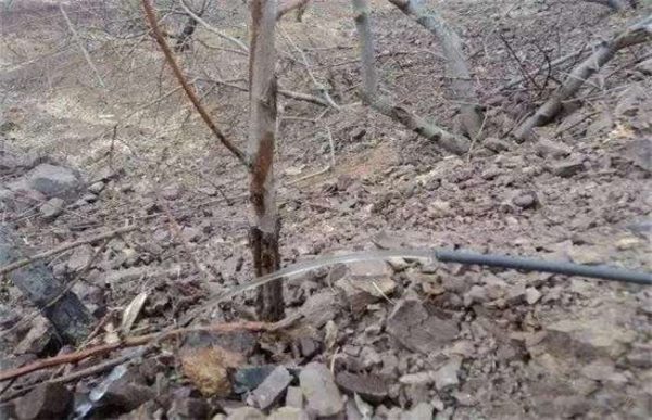 果树冬灌什么时间最好