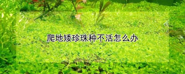 爬地矮珍珠种不活怎么办