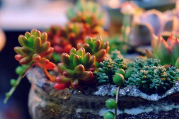 多肉要不要晒太阳