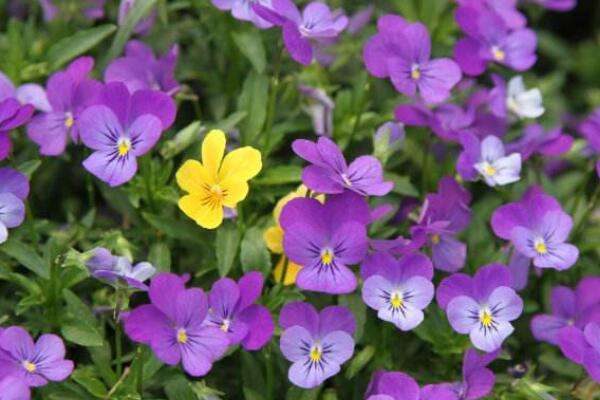 角堇第二年会复花吗