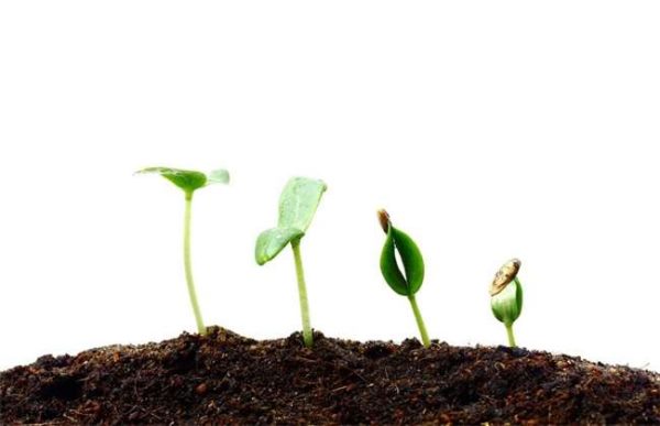 幼苗带帽怎么回事