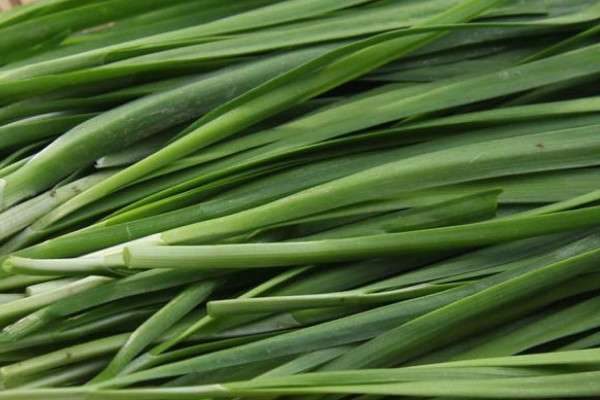 怎样用尿素给韭菜追肥