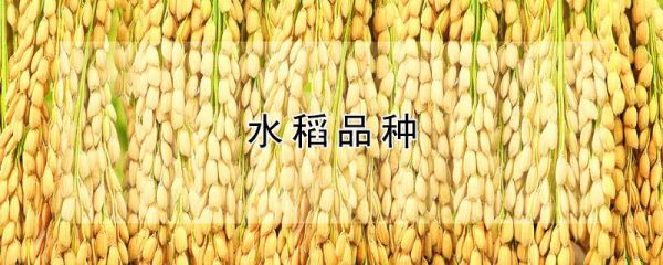水稻品种